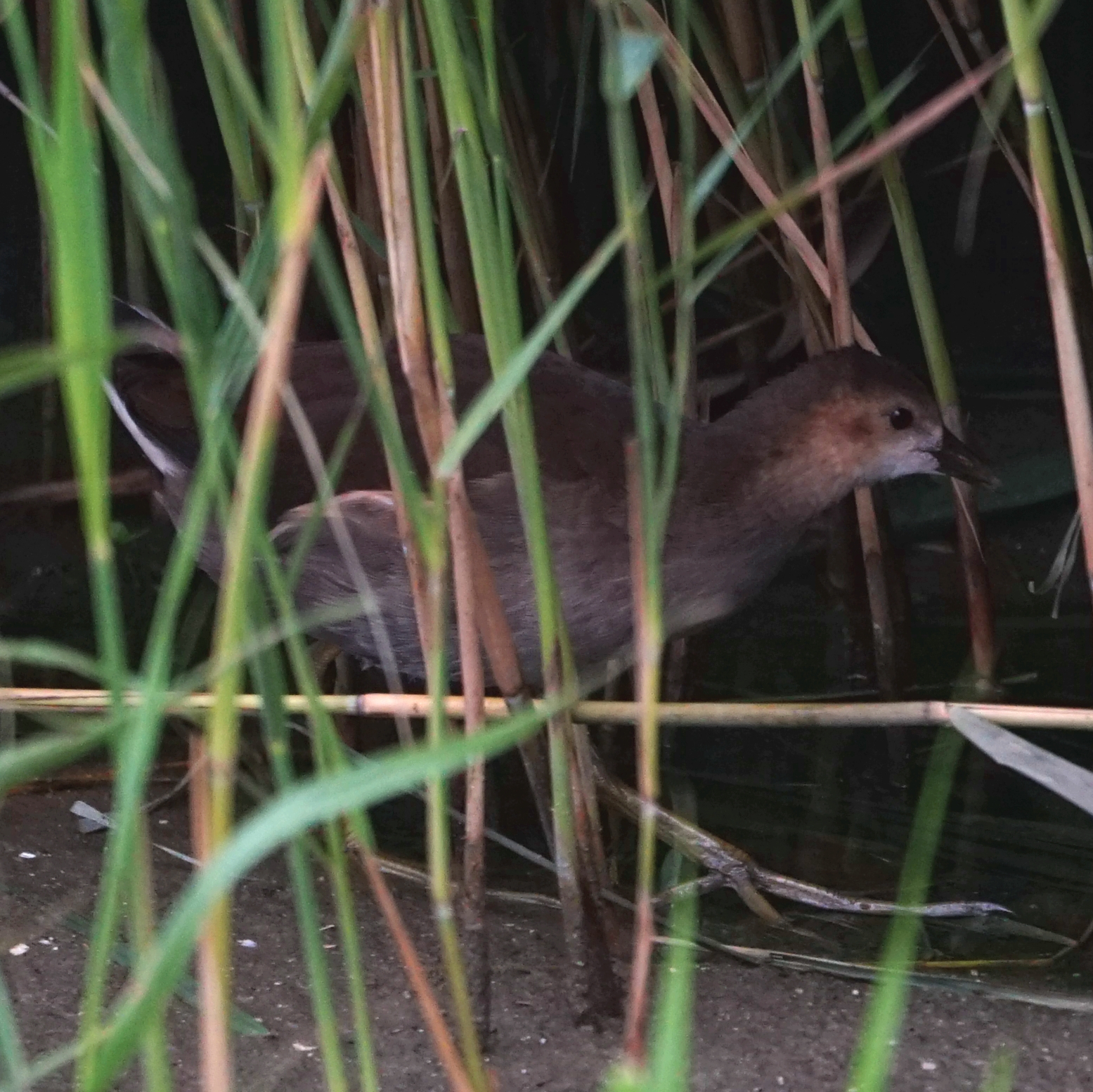 welke vogel is dit ?